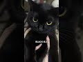 The Truth About Black Cats! 🐱✨ Mp3 Song