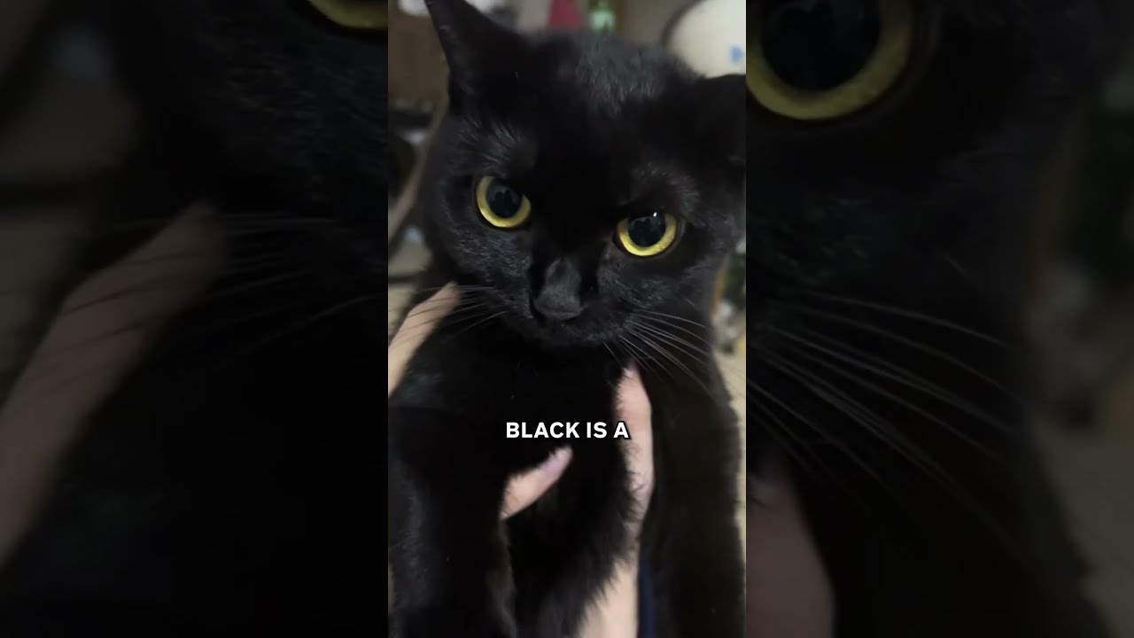 The Truth About Black Cats 