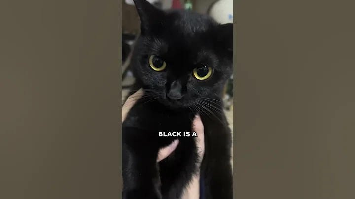 Watch the video about The Truth About Black Cats! 🐱✨