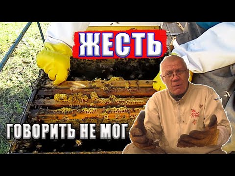 Сборка гнезда пчел на зиму Жесть