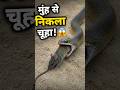 🐍 साँप ने उगला ज़िंदा चूहा! 😱 यकीन नहीं होगा... #shorts #snake