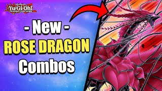 5 Must Know Combos  New Azamina Rose Dragon Combos  Post Doom Of Dimensions  Yugioh