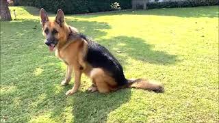 looking at avocado tree with  the German shepherd. Every 10000 subscribes, I will take him to spa.