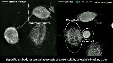 CD47 blockade in action!