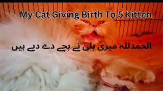 Persian Cat delivery میری بلی نے بچے دے دیے || Cat deliver 5 kitten  #persiancatgujranwala