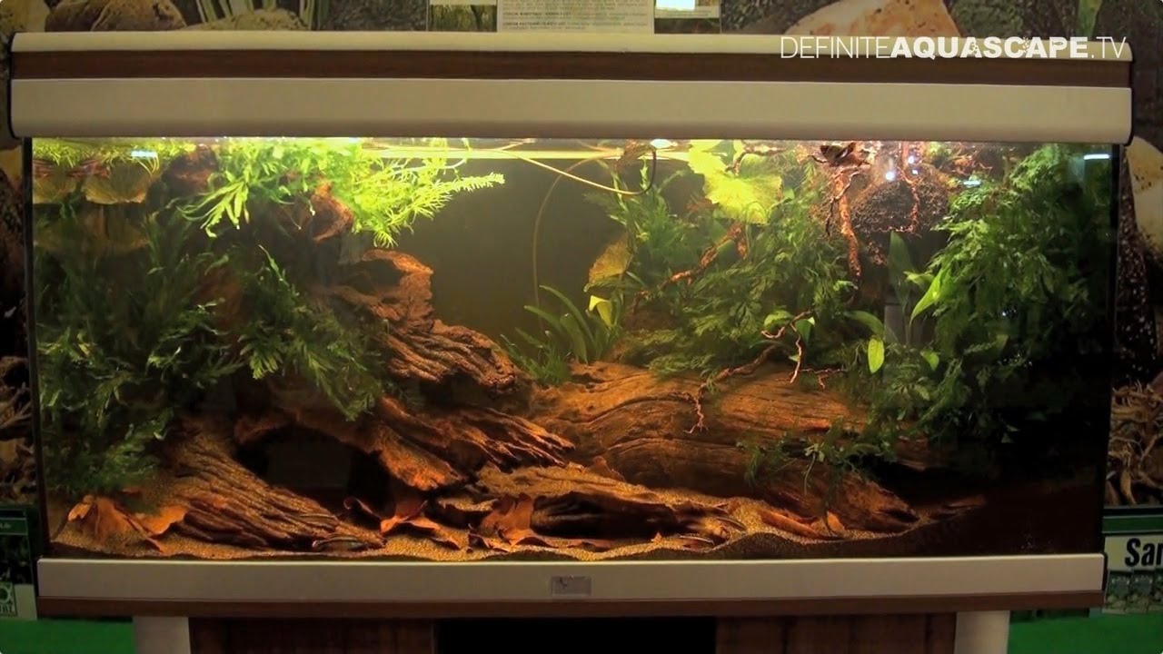 72+ Aquarium Design Video Terbaru