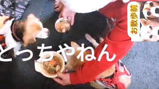 どっちやねん 戸惑うワンコ Which One Shorts Youtube