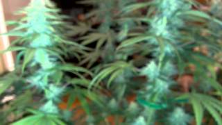 Update on Nirvana Ice