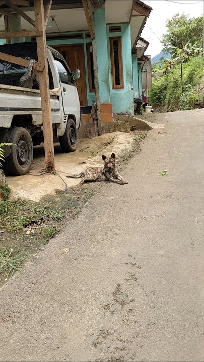 Download lagu Guk Guk Penjaga Gapura π