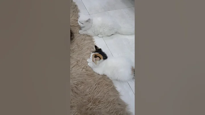 Video 11878061: persian cat kitten, cutest persian kitten