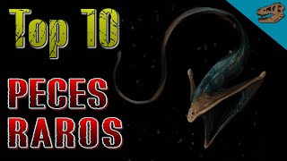 Top 10: PECES (modernos) RAROS