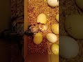 telur menetas 21 hari