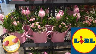 Arrivage Lidl 30 Juillet 2026
