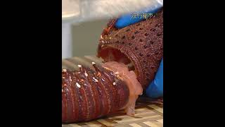 龍蝦點樣起肉流行都市