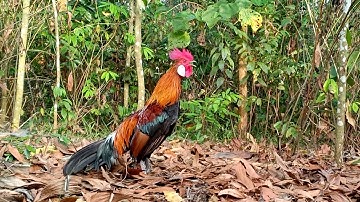 Gà rừng mồi gáy giọng thổ cà lắm hay | Hoàng Thắng Vlog