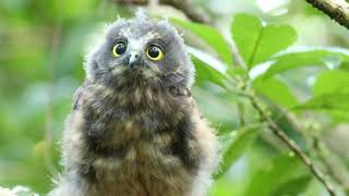 Birdlife of Aotearoa/New Zealand