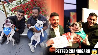 American Bully Vs French Bulldog in Petfed Chandigarh 😱😡 by PULKIT vAmp 7,276 views 1 month ago 17 minutes