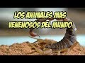 Los 10 animales mas venenosos del mundo Explorando lo curioso