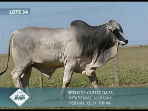 LOTE 34