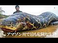 【衝撃】アマゾン川で最も危険な生物10選!ピラニアが6位の衝撃!1位の正体とは?