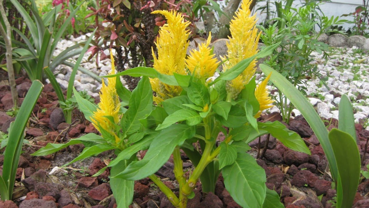 How to Grow Celosia Plant | Beautiful Cockscomb Flower ...