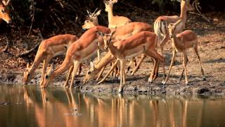 African Bush Camps - Wildlife Teaser