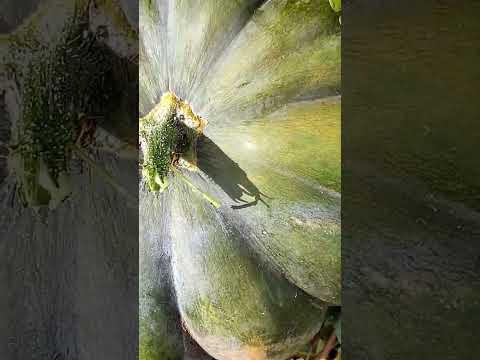 Гарбузи в асортименті шортс краса грядки урожай гарбуз каша українцізакордоном лайк