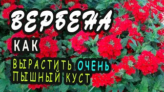 Вербена. Как вырастить из одного саженца очень пышный куст