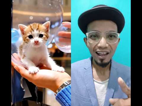 قم بتدوير الزر والحصول على قطة صغيرة قطة قطة صغيرة قطة صغيرة