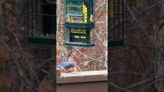 Bluebird enjoying a nice suet snack! #bird #shorts #nature #birds #birdfeeder #wildlife