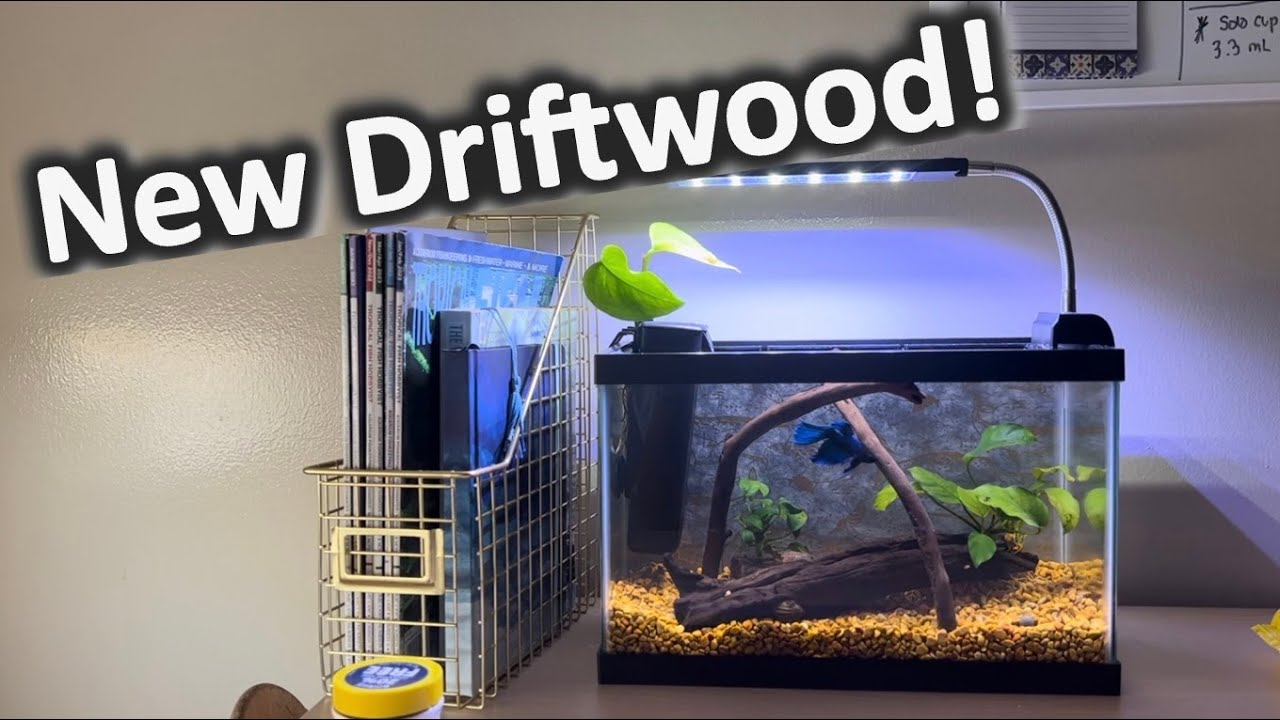 Photo inspiration: Visual Reference: Adding Driftwood To My College Dorm Aquarium