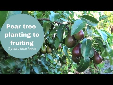 pear tree growing  3 years time lapse video