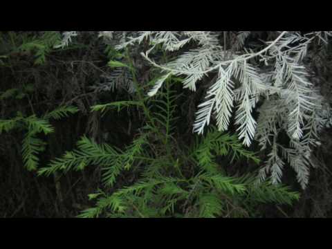 Albino Redwoods, Ghosts of the Forest: Science on the SPOT