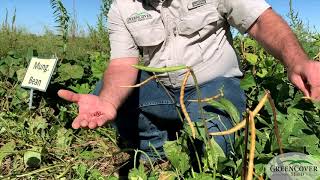 Cowpeas Red Ripper and Mung Bean - Test Plots 2019