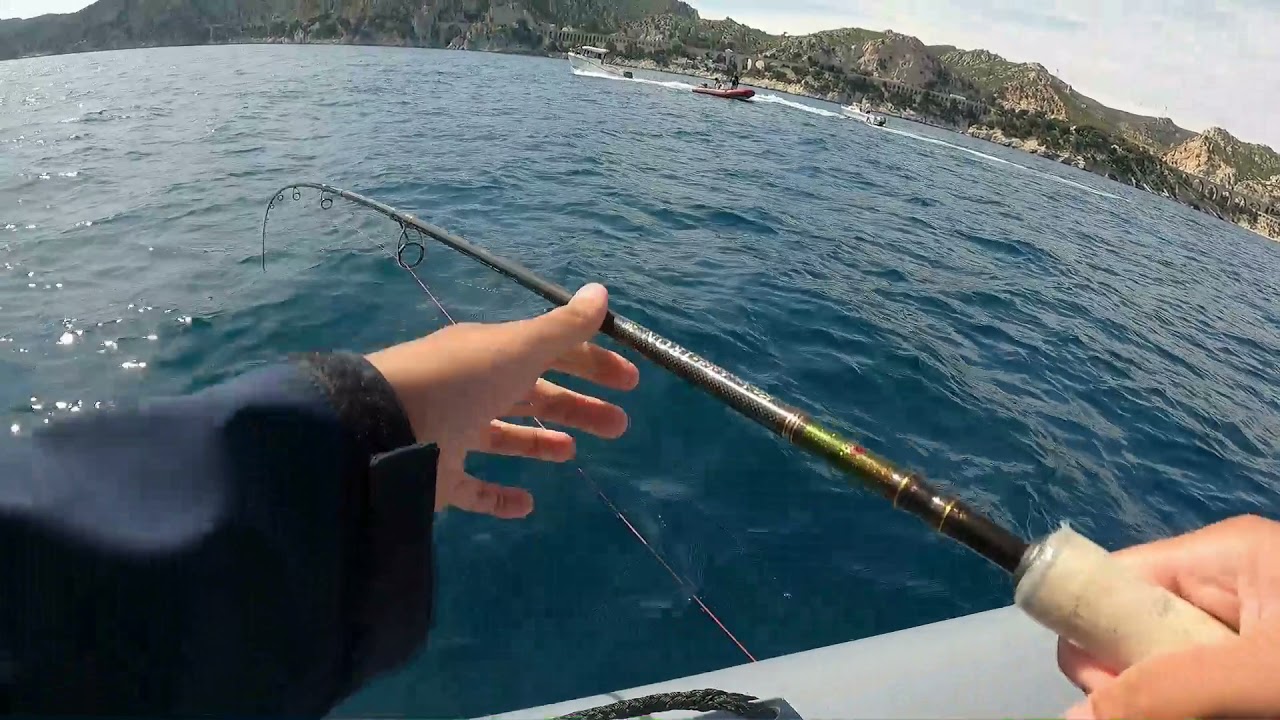 Pêche sur chasse de Pélamide (Bonite a dos rayé)