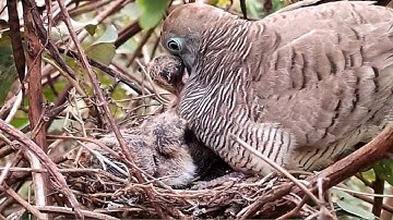 Zebra dove birds Feed the baby in the nest. Ep14 [ Review Bird Nest ]