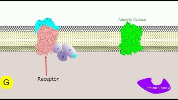 Epinephrine Signaling Pathway