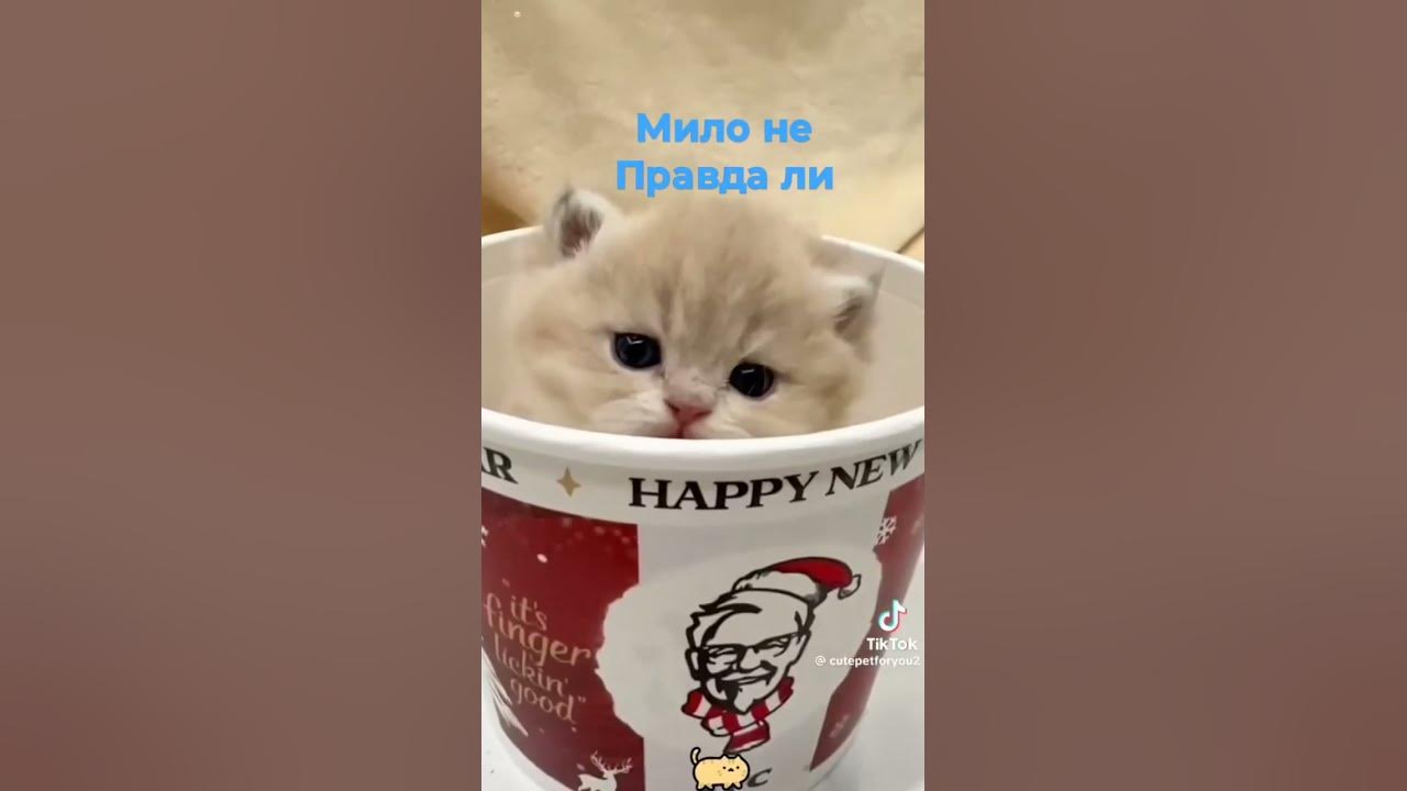 ето самие милие и смешние. котики - YouTube