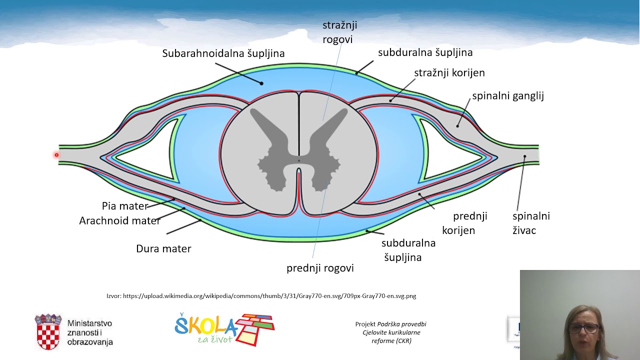 Biologija 3.r. SŠ - Leđna moždina i refleks