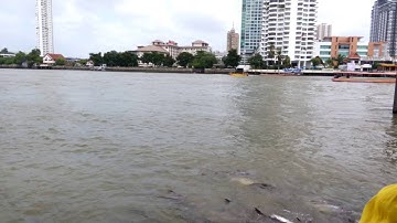 Cá basa tu ở chùa trên sông chaopraya(2)