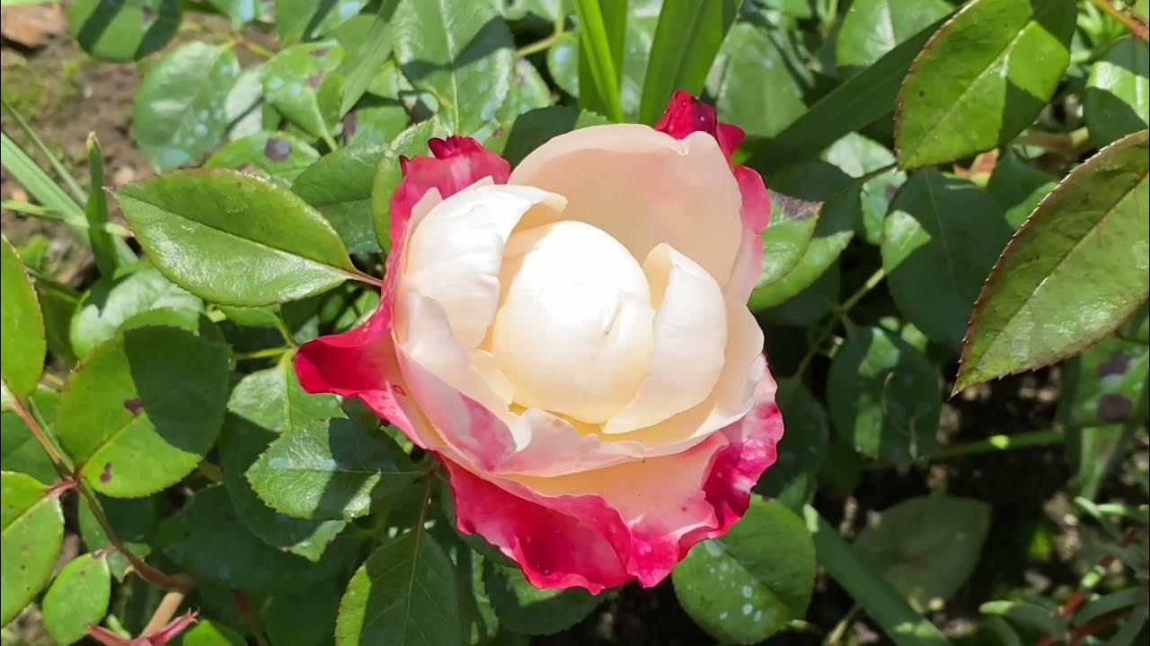 цветение роз. алла владимировна розы. распускающийся цветок. цветение роз видео. роза питомник мой сад.