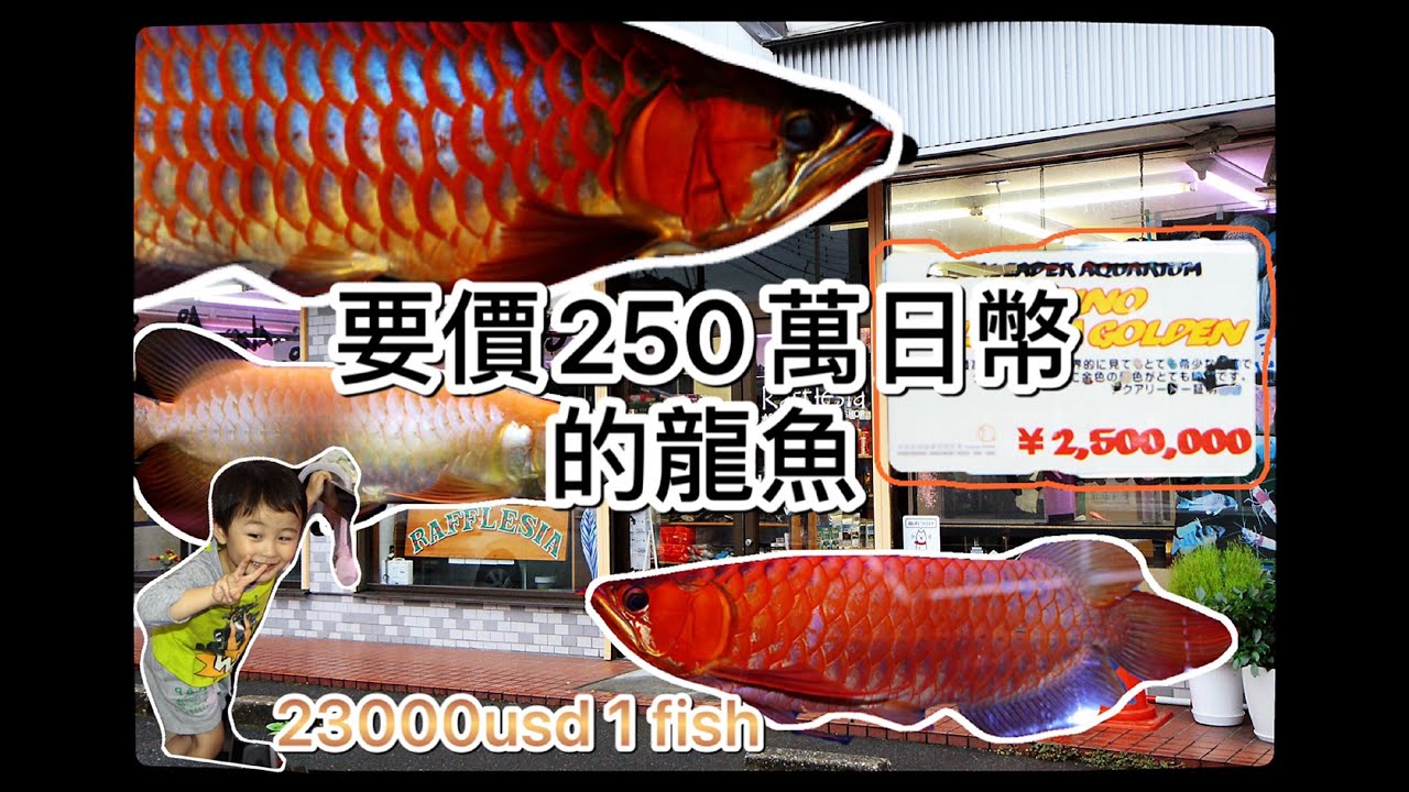 過背金龍 大金頭藍底過背回台前後變化紀錄all Over The Back Ft 古代魚arowana Youtube