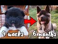 American Akita puppy growth from 4 weeks to 6 months old - compilation