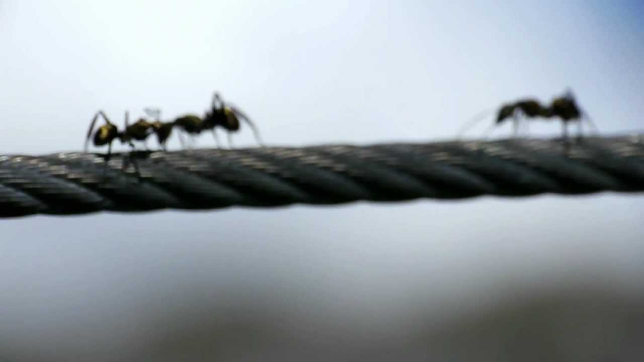 Ants running over a cable YouTube
