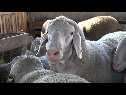 Video: Munching Zamijenio Kosilice Za Ovce U Parizu