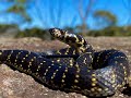 Finding the Endangered Broad Headed Snake in Sydney Australia!