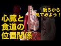 【心臓と食道の位置関係】後ろから見てみよう!