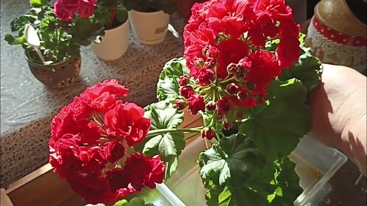 ПЕЛАРГОНИЯ СОРТ АННА КАРЕНИНА ОКТЯБРЬ 2023 Г // КОЛЛЕКЦИЯ ЛИПАТОВОЙ ...