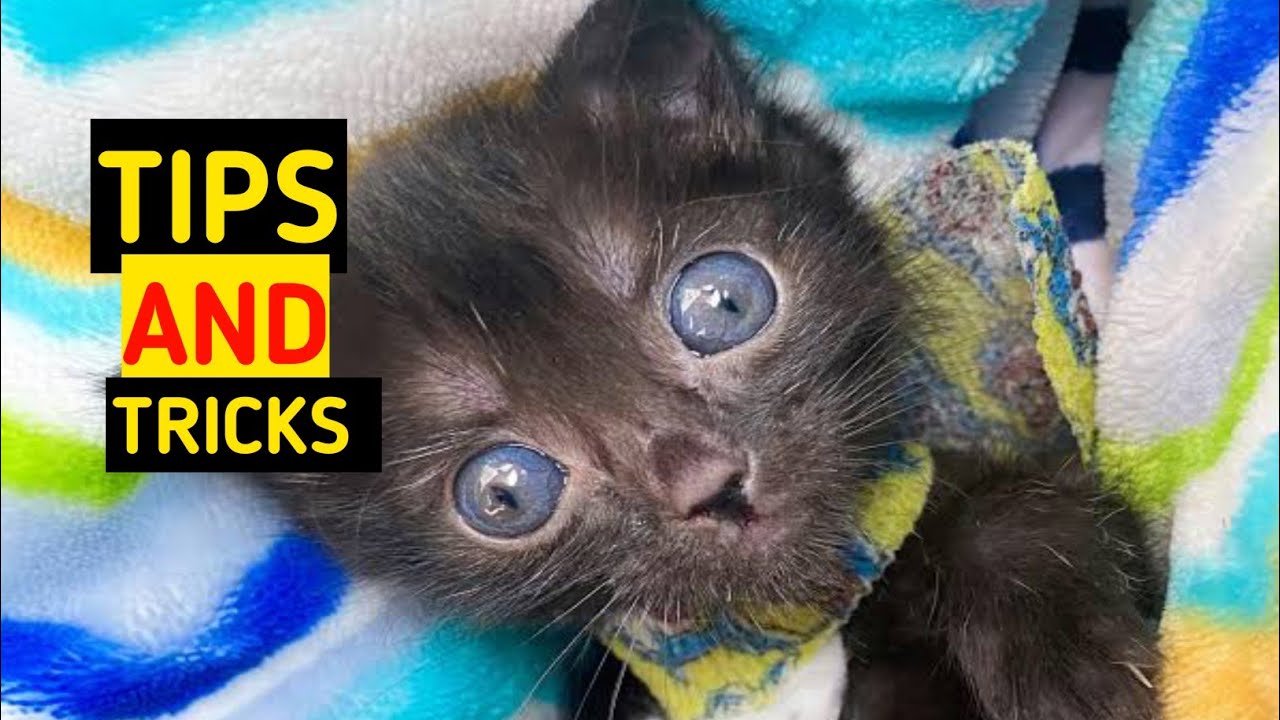 How To Take care of Kittens - YouTube