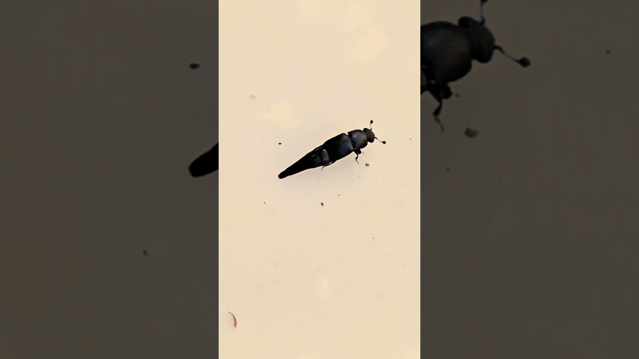 Tiny conotelus sap feeding beetle Playa del Carmen Mexico tropical Caribbean insect life 